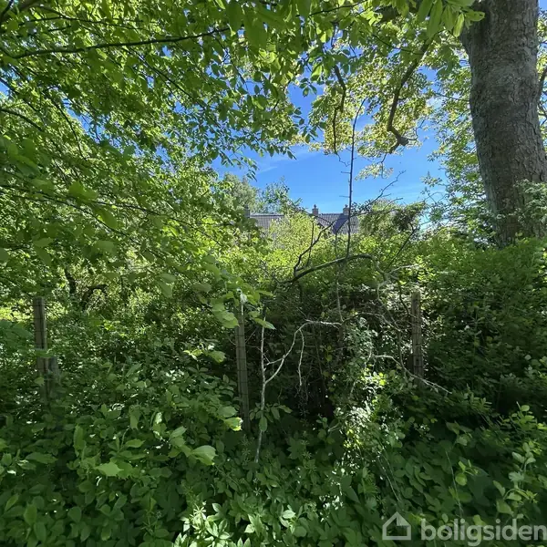 Et tæt træomkranset hegn står stille i en frodig, grøn have med en klar blå himmel i baggrunden.