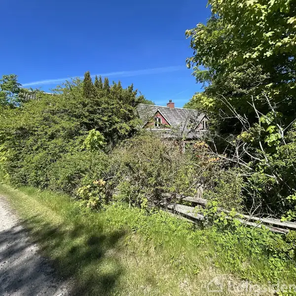 Et tilgroet hus gemmer sig bag tæt vegetation, placeret ved siden af en smal landevej. Sunligt lyser de grønne træer op under en klar blå himmel.