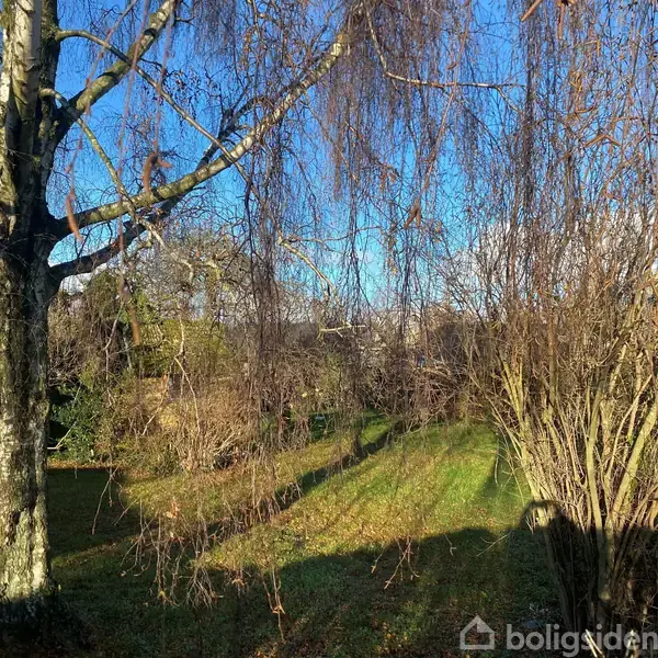 Et stort træ står i en have, omringet af nøgne buske og græs, under en klar blå himmel. Sollys kaster skygger over den fredfyldte scene.
