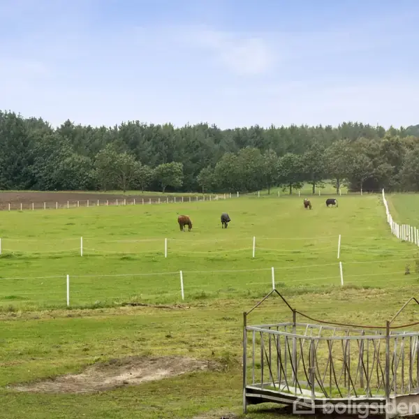 Fire heste græsser på en grøn mark omgivet af træer. I forgrunden ses en tom høhæk. Himlen er let overskyet.