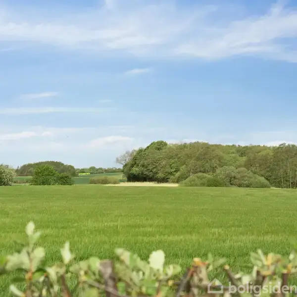 En grøn mark strækker sig ud mod en linje af træer i horisonten under en klar blå himmel. Foran ses en lav hæk eller busk.