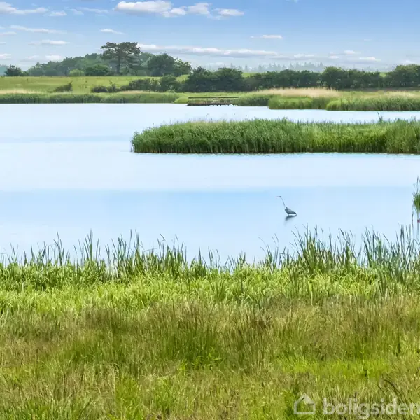 En blå hejre står stille i vandet omgivet af rørgræs ved en sø. Landskabet består af grønne marker og træer i baggrunden under en skyfri himmel.