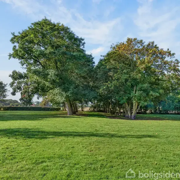Grønne træer står stille i en sollys park. De omgives af en stor græsplæne under en klar blå himmel.