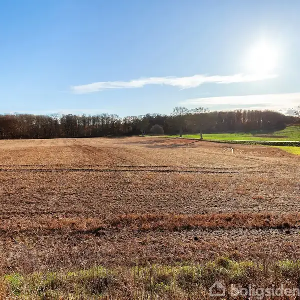 En åben mark strækker sig under en klar blå himmel med solen skinnende. En ensom træ står i baggrunden, omgivet af marker med træer i horisonten.