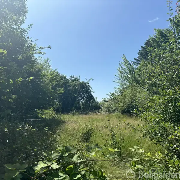 En frodig eng midt i tætte grønne buske og træer, badet i sollys under en klar blå himmel.