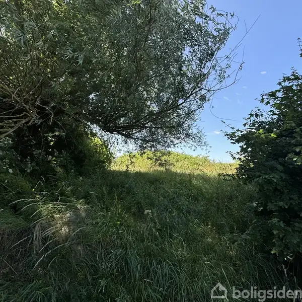En græsbevokset sti er omgivet af tætte buske og træer, der giver skygge under en klar blå himmel. Sollys filtreres gennem løvet og skaber pletter af lys på jorden.