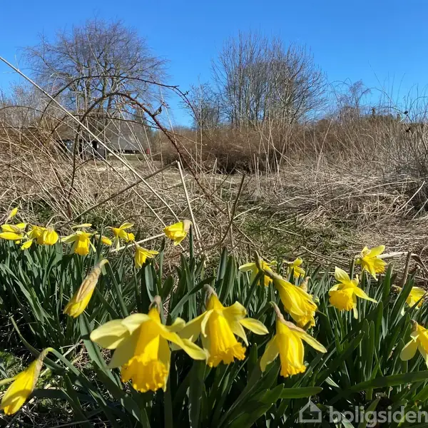 Påskeliljer blomstrer i forgrunden, bøjende sig let i vinden. De er omgivet af tørt græs og træer uden blade i baggrunden, under en klar blå himmel.
