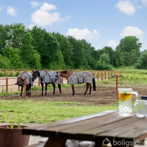 Borde heste iklædt dækkener græsser fredeligt inden for en indhegnet mark. I forgrunden ses et picnicbord med en kande og glas, omgivet af grønne træer og marker.