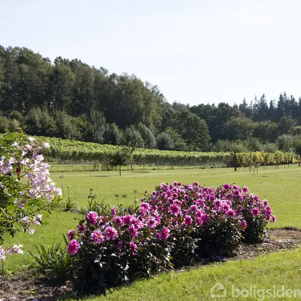 Blomster i klare pink nuancer står i fuldt flor i en velplejet have, omgivet af en stor græsplæne og en skovkant i baggrunden.
