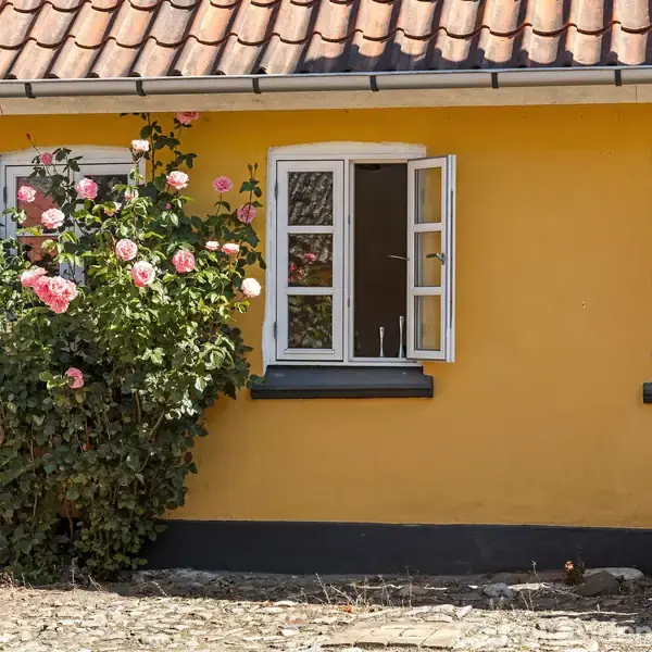 Gul husmur med åbne vinduer omgivet af en blomstrende rosebusk med lyserøde blomster ved husets sokkel. Stenbelagt grund forrest, rød tegltag i toppen.