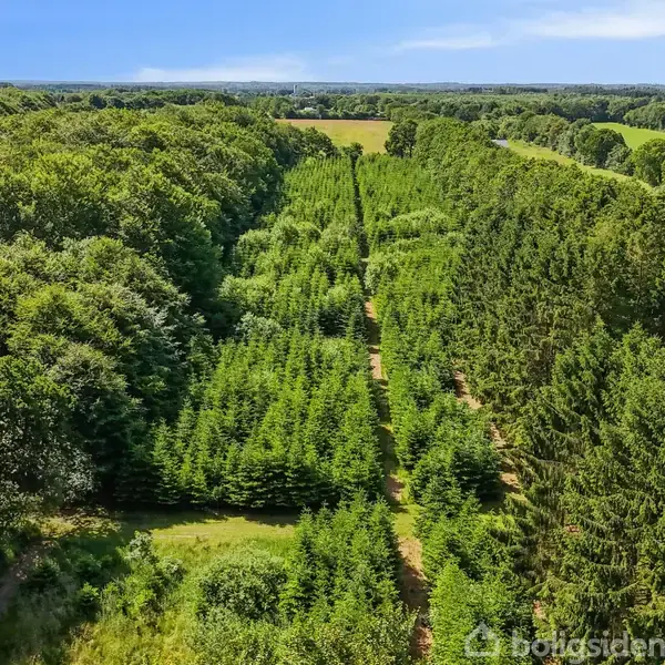 Skovområde med tætte, grønne træer vokser i rækker. Der er en lysning imellem dem, som skaber en naturlig sti. Omgivelserne er frodige med skov så langt øjet rækker.