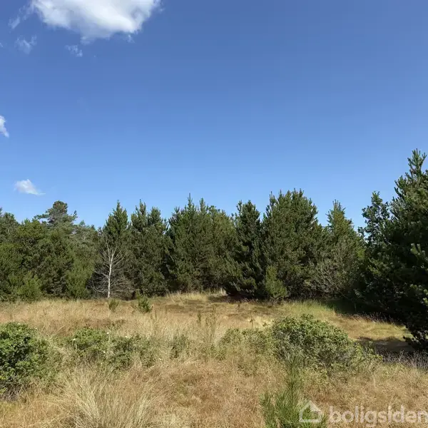 Græsareal med spredte buske og træer står stille under en blå himmel med få skyer, omgivet af en tæt skov i baggrunden.