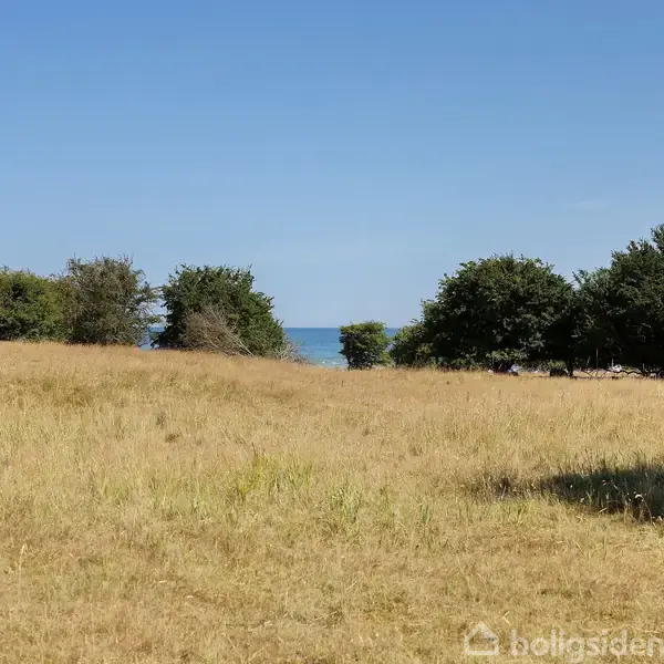 En gylden, tør mark med spredte træer i horisonten, hvor man kan ane havet i baggrunden under en klar blå himmel.