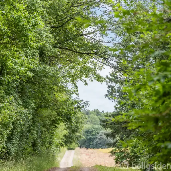 Tæt løvklædt skov omslutter en åben sti, med grønne træer der danner en baldakin mod en lys himmel. Marken strækker sig i baggrunden.
