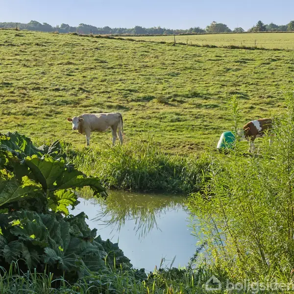 En ko græsser nær en lille sø i en kuperet grøn mark. Andre køer ses i baggrunden, og store buske omgiver vandet. Himmelens horisont er skovklædt.