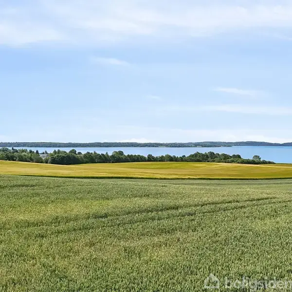 Marker strækker sig over en frodig, grøn mark mod en blå bugt i baggrunden, med skovbevokset kystlinje mellem dem under en klar, blå himmel.