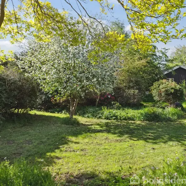 Et blomstrende træ står midt i en grøn have, omgivet af frodig vegetation og buske med en sort træbygning i baggrunden under en klar blå himmel.