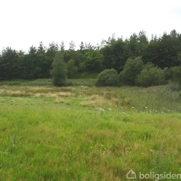 Grønt græs dækker åbent område, omgivet af tætte træer i baggrunden under en overskyet himmel. Ingen tekst til stede.