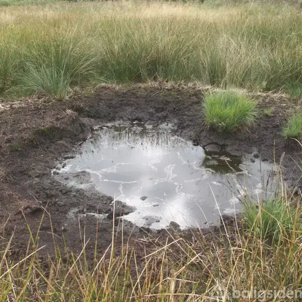 En lille vandpyt ligger stille på en bar jordoverflade, omgivet af højt sivgræs i et naturligt, græsbevokset område.