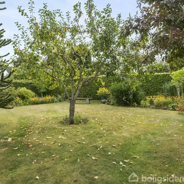Træ står i midten af en grøn have, omgivet af buske og blomsterbede. Til højre ses en kompostbeholder. Græsset er dækket af nedfaldne blade. En bænk står i baggrunden.