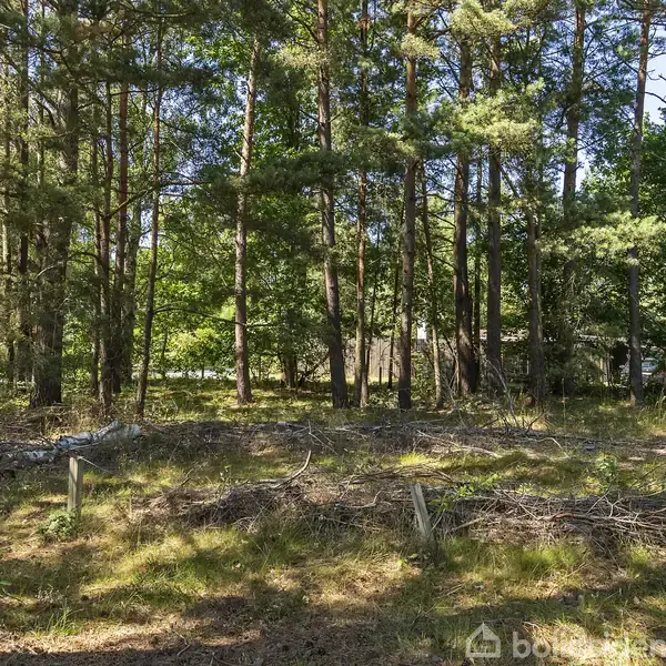 Skovområde med høje grantræer i tæt bevoksning, liggende på jord dækket af kviste og græs. Sollys skaber pletter af lys på skovbunden.