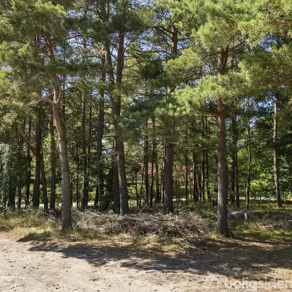 Træer står stille i en skov med sollys, der skinner gennem nåletræernes grene. Græs og buske dækker jorden, hvilket skaber en rolig, naturlig atmosfære.