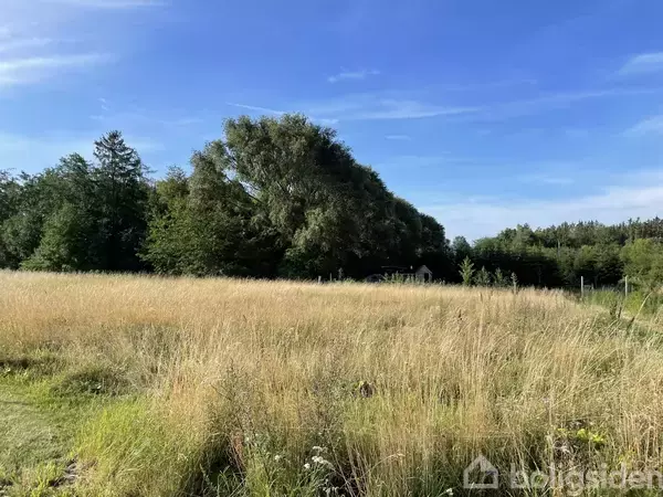 En mark med høj, gulnet græs står stille under en blå himmel, omgivet af tætte træer, der skaber en frodig og naturlig baggrund.