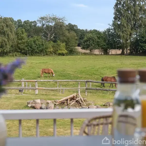 En mark med græssende heste, omkranset af træer, set fra en terrasse med blomster og juice på et bord i forgrunden.