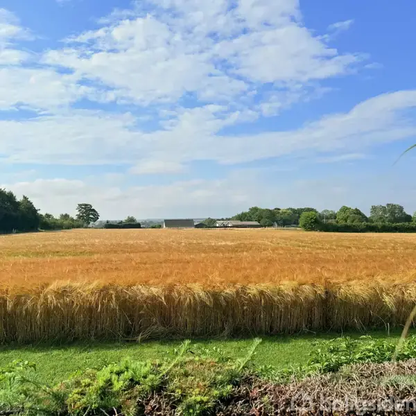 En gylden kornmark står stille under en blå himmel med spredte skyer. I baggrunden ses en række træer og enkelte bygninger. Forgrunden viser en grøn græsplæne.