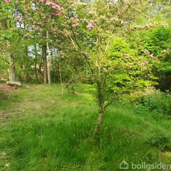 Et blomstrende træ med lyserøde blomster står i en grøn have omgivet af højt græs og tætte blade. Skovområdet i baggrunden er præget af høje, tætstående træer.