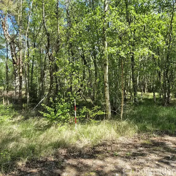 Skov med slanke træer står stille omgivet af frodigt græs, mens sollys filtrerer gennem bladene og skaber et muntert, naturligt miljø. Stribet pæl ses i forgrunden.
