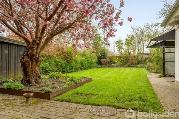 Et stort kirsebærtræ blomstrer med lyserøde blomster i en have. Det står ved siden af en græsplæne omgivet af hække, flisebelagt terrasse og små bede.