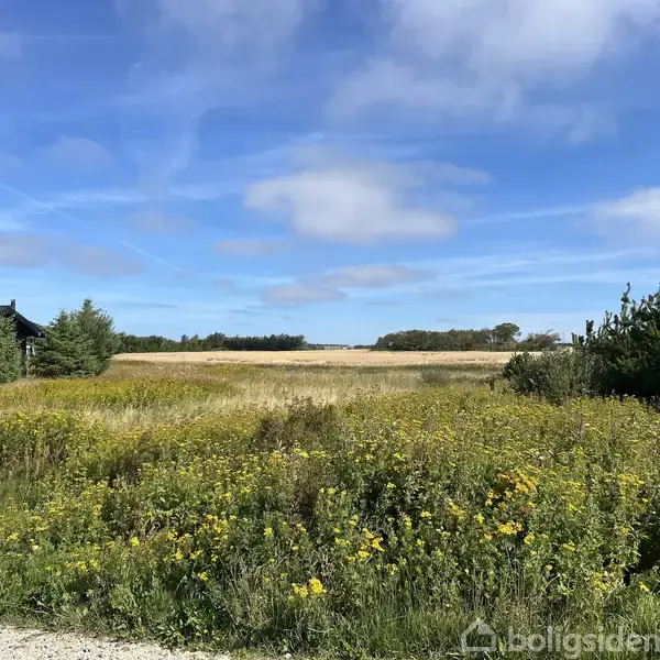 En grøn mark med gule blomster strækker sig foran en hytte. I baggrunden ses kornmarker under en blå himmel med lette skyer, omgivet af træer.
