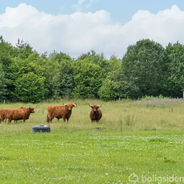Tre brune køer græsser på en grøn mark. I baggrunden ses et lille skur og en træfyldt horisont under en blå himmel med skyer.