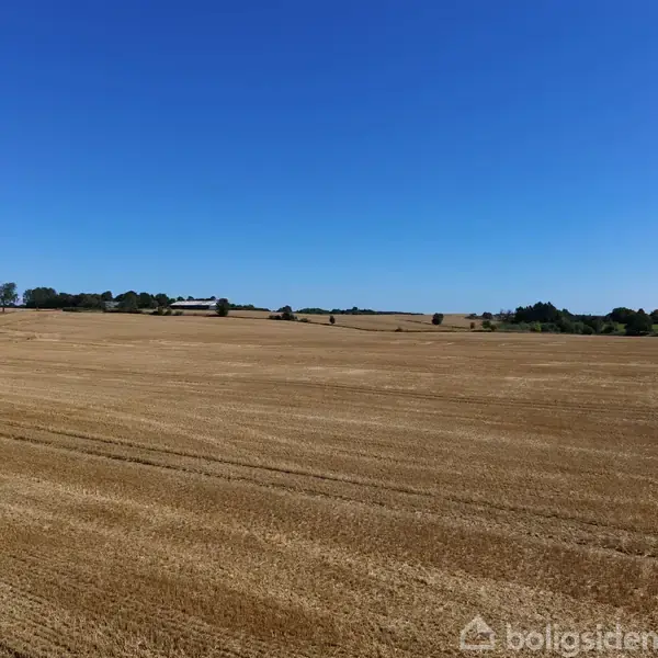 En stor, gylden mark strækker sig ud i det fjerne under en klar blå himmel. Træer og en enkelt bygning kan ses i horisonten.