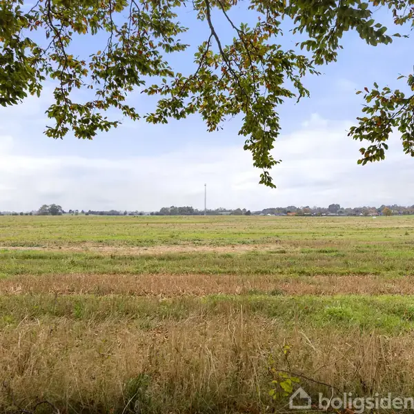 Græsklædt mark ligger stille under en klar himmel, omgivet af spredte træer i kanten med nogle grene hængende nedad, hvilket skaber en rolig landlig atmosfære.