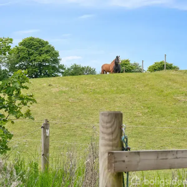 En hest står på en grøn bakke i en indhegning. Forgrunden viser et hegn med græs og træer, mens blå himmel og enkelte træer danner baggrunden.