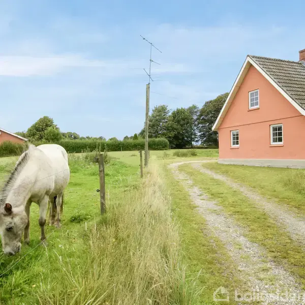To heste græsser i en grøn mark ved siden af en grusvej. I baggrunden ses et rødt hus med have omgivet af frodigt grønt og blå himmel.