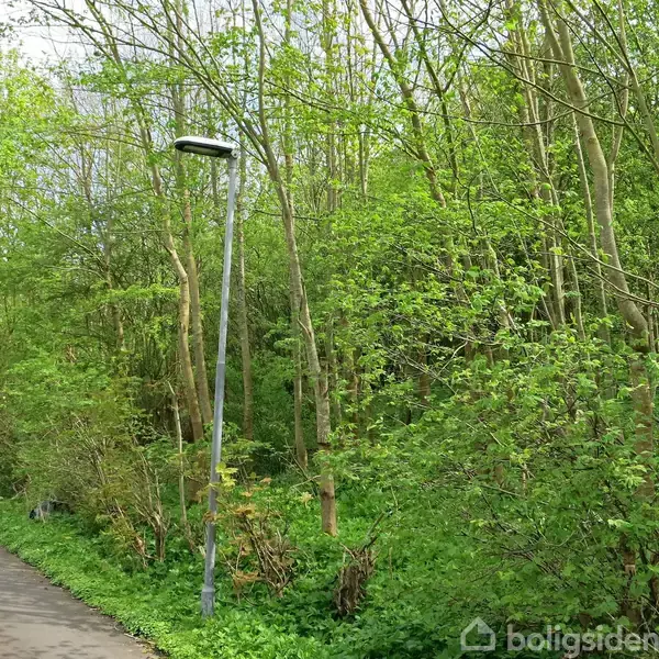 En asfalteret gangsti løber langs en frodig skov. En enkelt gadelampe står ved stien. Skoven er tæt med grønne træer og buske.