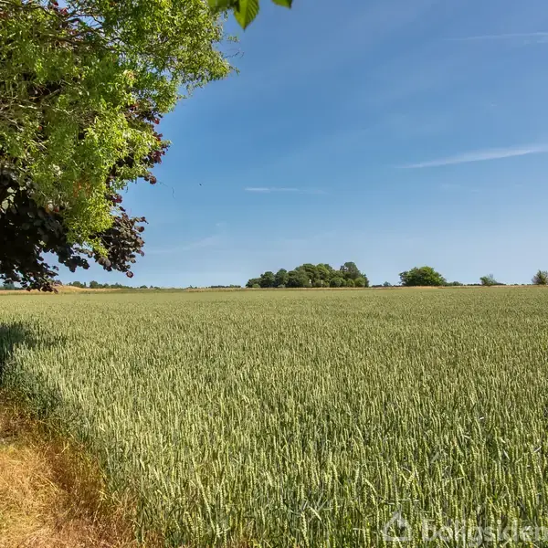 Et kornfelt strækker sig ud under en klar blå himmel, omgivet af grønne træer til venstre. En grussti løber langs kanten af marken.