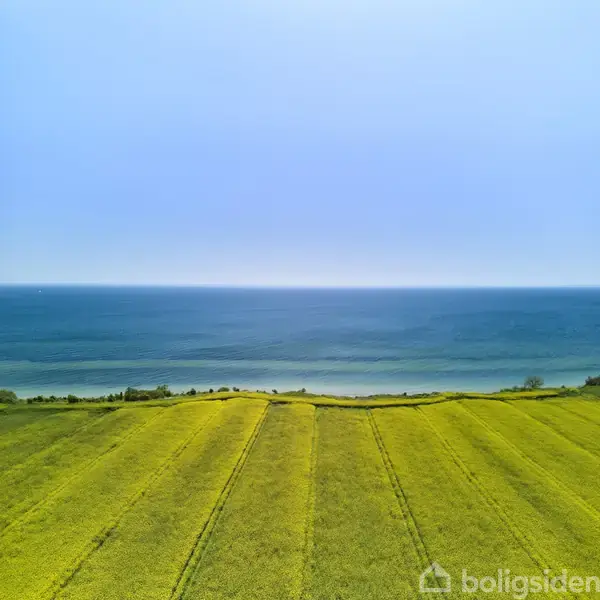 Gule marker strækker sig mod en stille, blå havhorisont under en klar himmel, hvilket skaber en kontrast mellem land og vand.