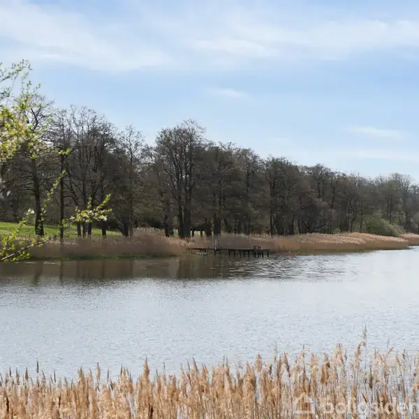 En sø omgivet af bare træer spejler sig i det stille vand. Siv vokser langs bredderne i et frodigt, grønt landskab under en let overskyet himmel.
