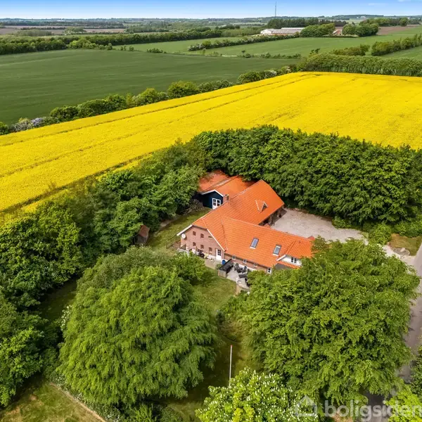 Et rødt bondehus omgivet af grønne træer ligger ved siden af en stor mark med gule rapsblomster. En smal vej løber langs markens kant.