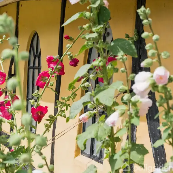 Høje blomster i røde og lyserøde nuancer vokser op foran en gul mur med sorte vinduesrammer, hvilket skaber en kontrastfuld og idyllisk haveatmosfære.