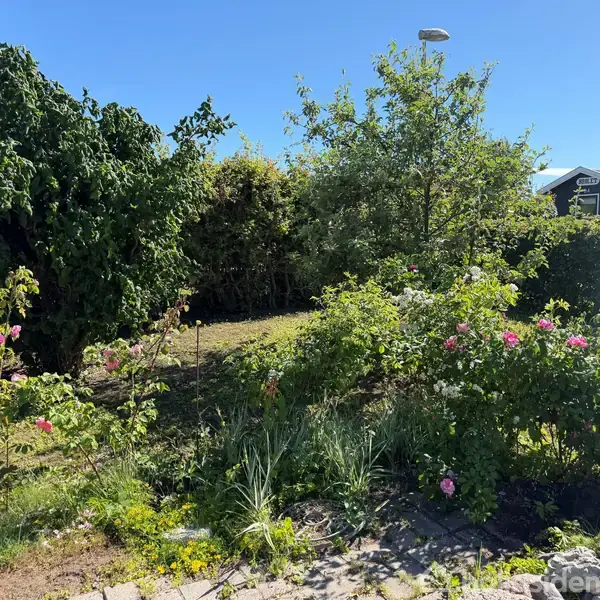 En have fyldt med frodige planter og buske, nogle med lyserøde blomster, står i solskin ved siden af en hæk og et hus i baggrunden under en klar blå himmel.