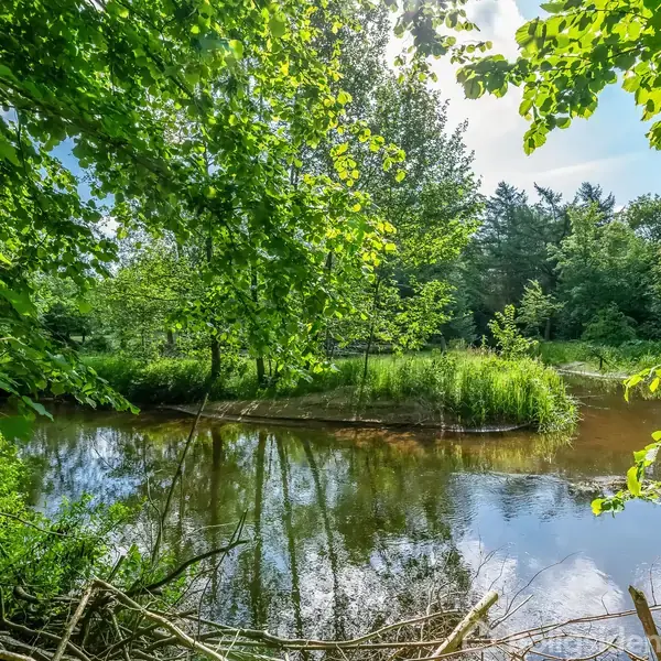 En rolig flod flyder gennem en tæt skov, omgivet af frodige grønne træer og buske, med sollys der skinner gennem bladene og reflekteres i det klare vand.