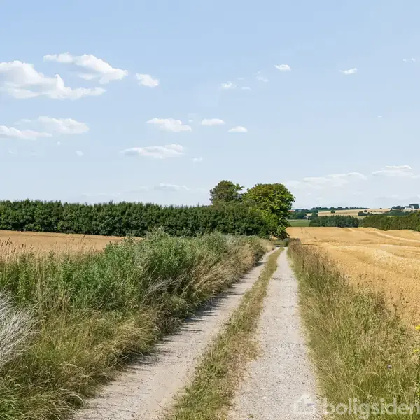 En grussti strækker sig gennem kornmarker med en skov i baggrunden under en blå himmel med spredte skyer.