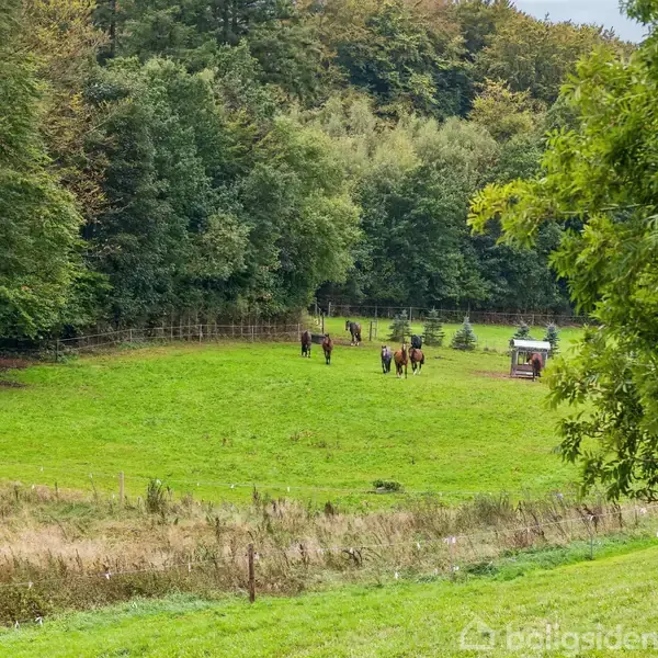 Heste græsser fredeligt på en grøn mark omgivet af tæt skov. En lille struktur står på marken, mens træer omringer området, skaber en rolig og naturalistisk scene.