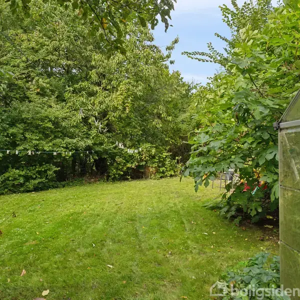 En græsplæne strækker sig mellem tæt bevoksede træer og buske, mens en drivhusvæg ses til højre. Skyfri himmel skaber en lys og frodig atmosfære.