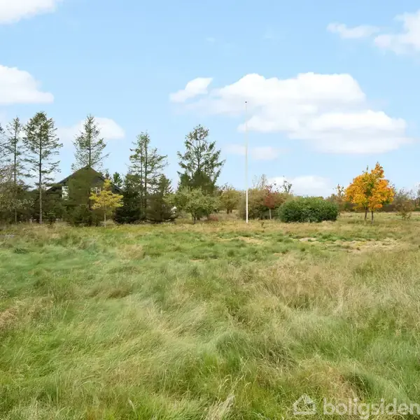 Græsareal med højt græs står ubevæget i en åben mark, omgivet af træer i efterårsfarver under en blå himmel med enkelte hvide skyer.